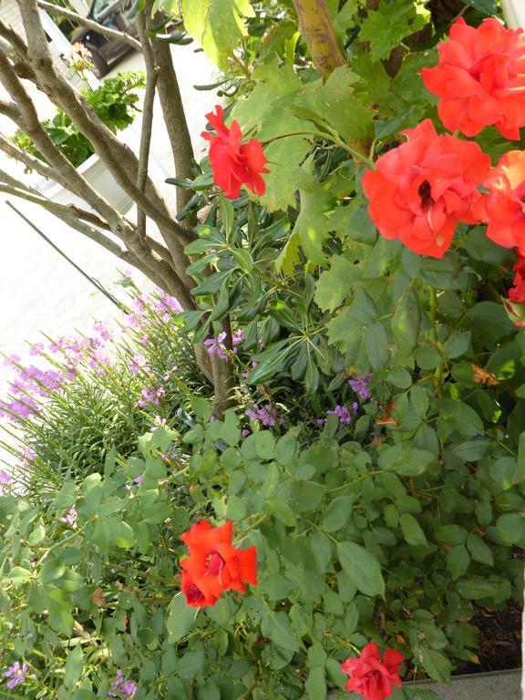 וודיצה Apartments Bojanic מראה חיצוני תמונה